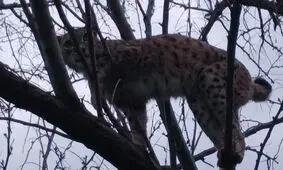 گونه نادر سیاه‌گوش در خلخال مشاهده شد
