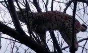 گونه نادر سیاه‌گوش در خلخال مشاهده شد
