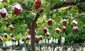 درشت‌ترین حبه انگور جهان / این انگور گران‌قیمت چه فرقی با انگورهای معمولی دارد؟