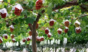 درشت‌ترین حبه انگور جهان / این انگور گران‌قیمت چه فرقی با انگورهای معمولی دارد؟