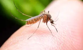 این هم مشکل جدید پشه‌ها برای نیش زدن مردم!