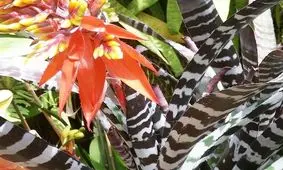 پرورش و مراقبت از گیاه ایکیما چانتینی