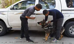 بیهوش کردن سگ‌های نگهبان، شگرد سارقان احشام