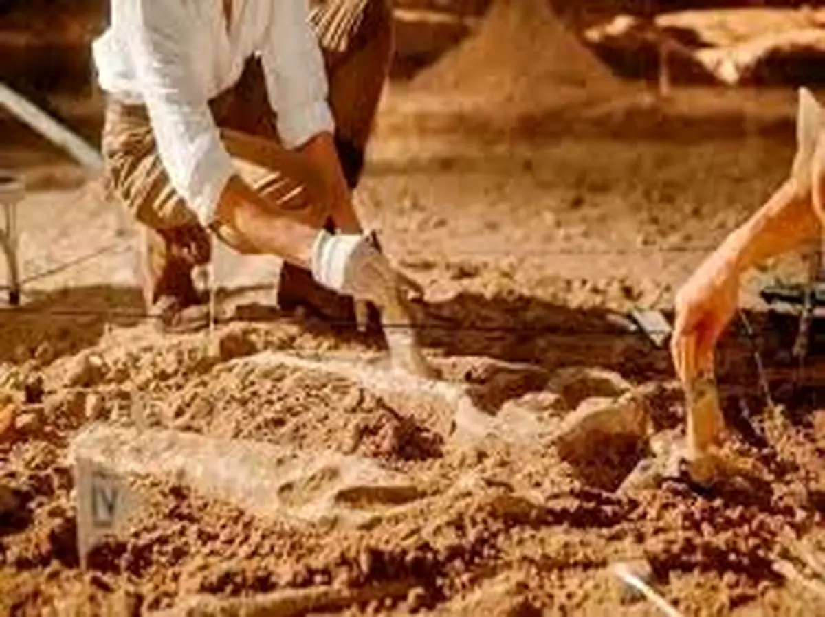 راز سوراخ‌هایی که در فسیل‌های 500 میلیون‌ ساله مشاهده شدند