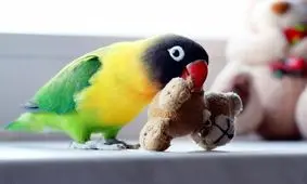 وقتی طوطی تفاوت پول و زباله را می داند/ ویدئو