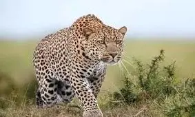 بازیگوشی دو پلنگ ایرانی در جنگل‌های سوادکوه/ ویدئو