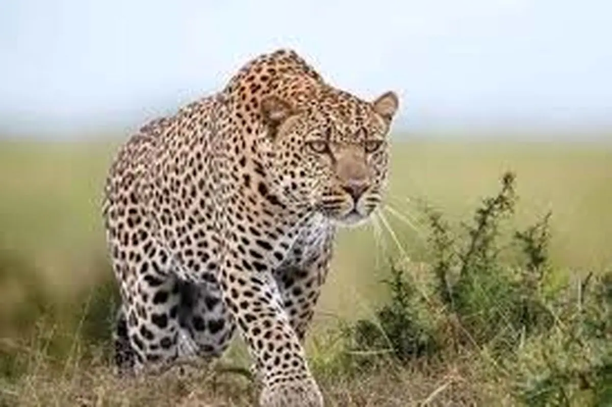 بازیگوشی دو پلنگ ایرانی در جنگل‌های سوادکوه/ ویدئو