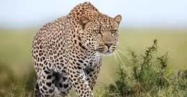 بازیگوشی دو پلنگ ایرانی در جنگل‌های سوادکوه/ ویدئو