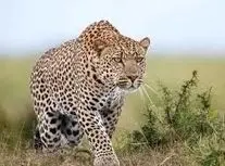 بازیگوشی دو پلنگ ایرانی در جنگل‌های سوادکوه/ ویدئو