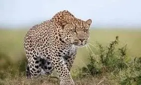 بازیگوشی دو پلنگ ایرانی در جنگل‌های سوادکوه/ ویدئو