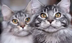 قیمت های عجیب گربه معمولی و نژاددار