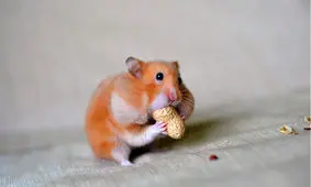 حقایق جالب درباره دوست‌داشتنی‌ترین جونده دنیا