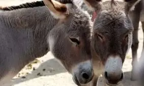 مخالفت شدید یک خر با فناوری های جدید!/ ویدئو
