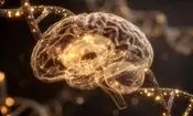 دانشمندان راهی برای بازگرداندن حافظه در افراد مسن پیدا کرده‌اند