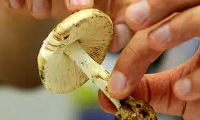 مصرف این قارچ ها جانتان را تهدید می‌کند