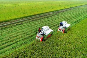 چین از طریق فناوری جدید رشد مضاعف غلات را در استان حاصلخیز کشور تضمین می کند