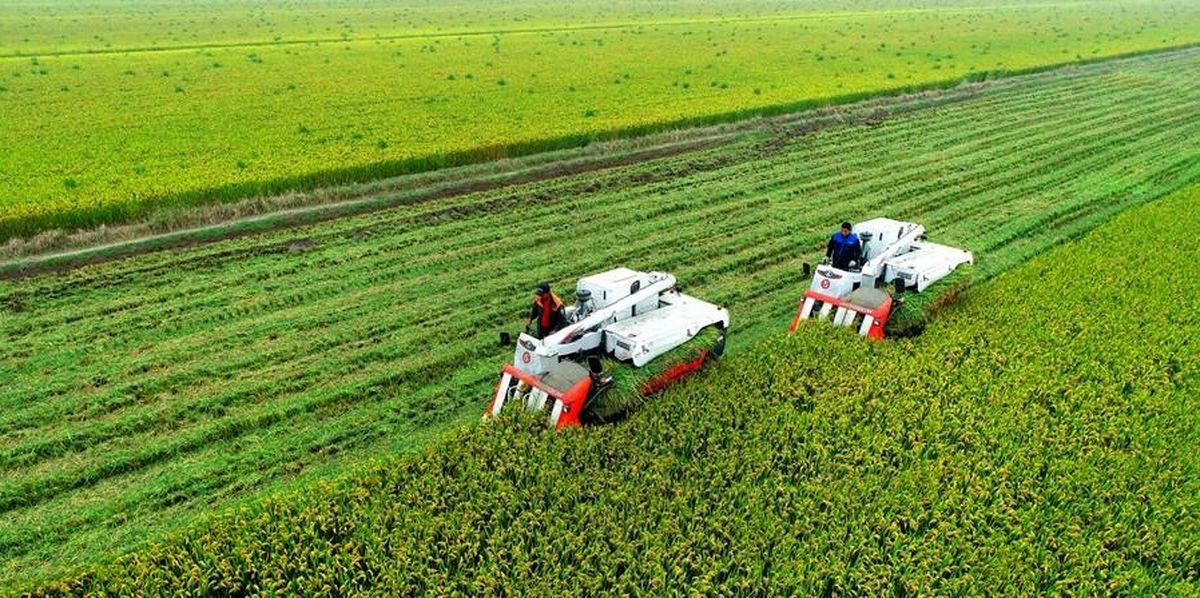 چین از طریق فناوری جدید رشد مضاعف غلات را در استان حاصلخیز کشور تضمین می کند
