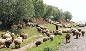 ممنوعیت ورود دام‌ به مراتع تا پایان اردیبهشت‌/ کاهش 53 هزارتنی علوفه‌ های مرتعی در سمنان