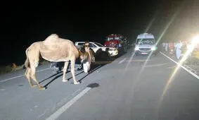 تصادف زانتیا با شتر در سیستان و بلوچستان با ۳ کشته و ۳ مصدوم
