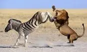 فرار گورخر از شیر با یک لگد غافلگیرکننده/ ویدئو