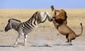 فرار گورخر از شیر با یک لگد غافلگیرکننده/ ویدئو