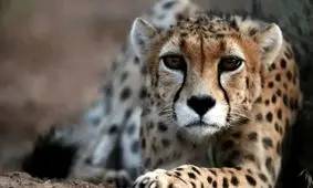 «هیوا» دیده شد/ ویدئو