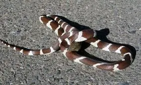 صحنه وحشت آوری که عکاس آماتور از یک مار ثبت کرد