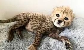عکس‌ های تازه از «پیروز» توله یوزپلنگ ایرانی