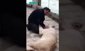 شیری که دامپزشک خود را در آغوش گرفت/ ویدئو