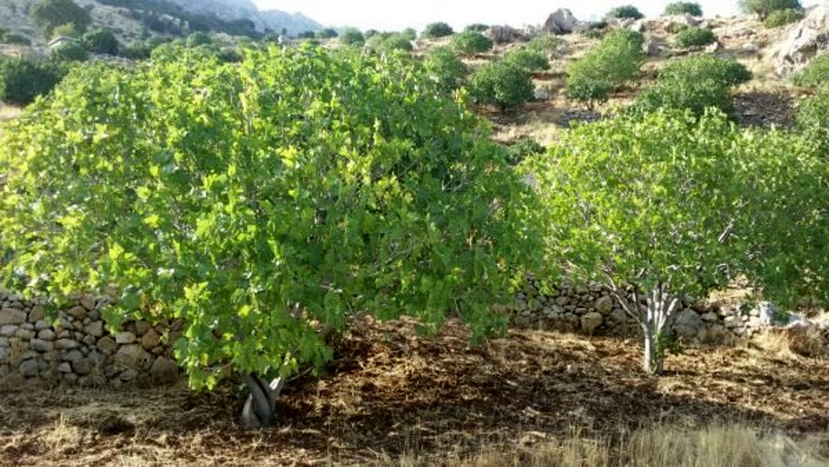 ناصرالدین شاه برای انجیرخوری به این محله میرفت