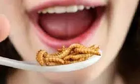 حشرات، غذای انسان ها در آینده‌اند؟