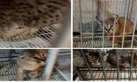 کشف ۲ خرس سیاه، ۱۳ طوطی و ۶ میمون/ حیوانات قاچاق شده را نخرید