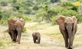 بازی جالب بچه فیل بازیگوش/ ویدئو