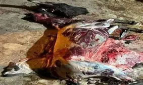 دستگیری عوامل کشتار غیرمجاز الاغ در نزدیکی قزوین