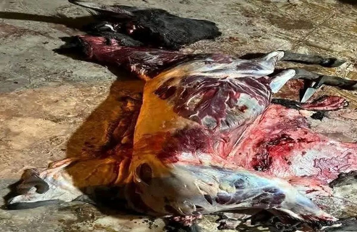 دستگیری عوامل کشتار غیرمجاز الاغ در نزدیکی قزوین