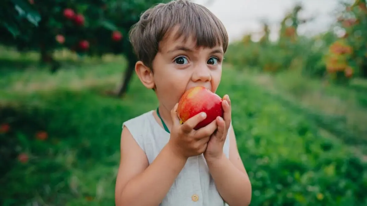 ۶ خوراکی خانگی برای تیزبین و متمرکز شدن کودکان مدرسه‌ای / این خوراکی محلی‌اش بهتر است