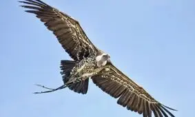 کدام پرنده رکورد جهانی بالاترین ارتفاع پرواز را در اختیار دارد؟

