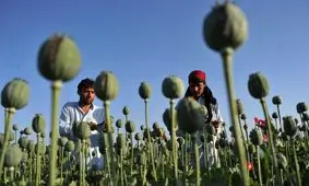 خرابکاری مخفیانه سیا در بازار تریاک افغانستان 