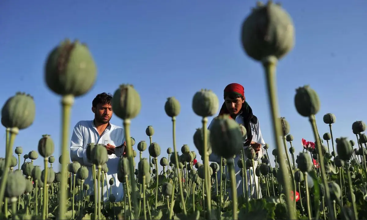 خرابکاری مخفیانه سیا در بازار تریاک افغانستان 