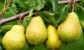 این میوه برای کاهش وزن و پیشگیری از سرطان معجزه می کند