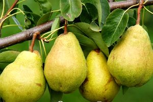 این میوه برای کاهش وزن و پیشگیری از سرطان معجزه می کند