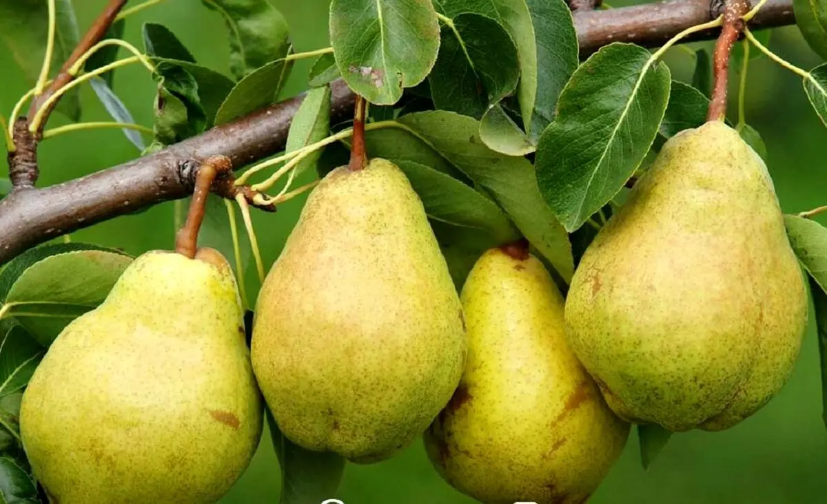 این میوه برای کاهش وزن و پیشگیری از سرطان معجزه می کند