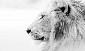 ۵ روش برای شجاع تر شدن