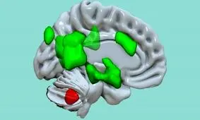 عملکرد جدید مخچه کشف شد