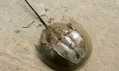 خرچنگ نعل اسبی؛ جاندار عجیبی که از زمان دایناسورها منقرض نشده است/ ویدئو