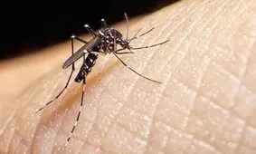 چگونگی مقابله با پشه آئدس؛ ضرورت پاکسازی محیط زندگی از آب های راکد