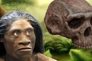 چرا «انسانهای هابیت» جثۀ کوچکی داشتند؟