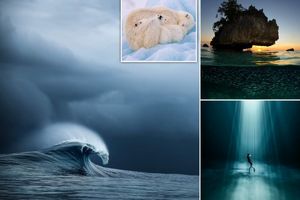عکس های بی نظیر برندگان رقابت عکس سال اقیانوس ۲۰۲۲ منتشر شد 