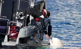 آیا هوالدیمیر، نوعی نهنگ، سلاح مخفی پوتین است؟

