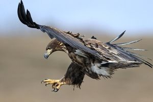 حمله ناگهانی عقاب برای شکار خرس/ ویدئو
